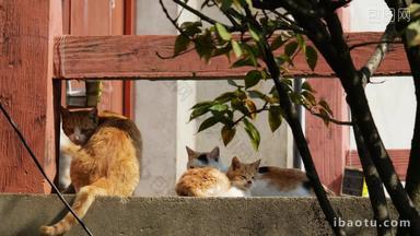 春天中午公园里的流浪猫橘猫